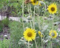 helianthus mollis 8-11.jpg